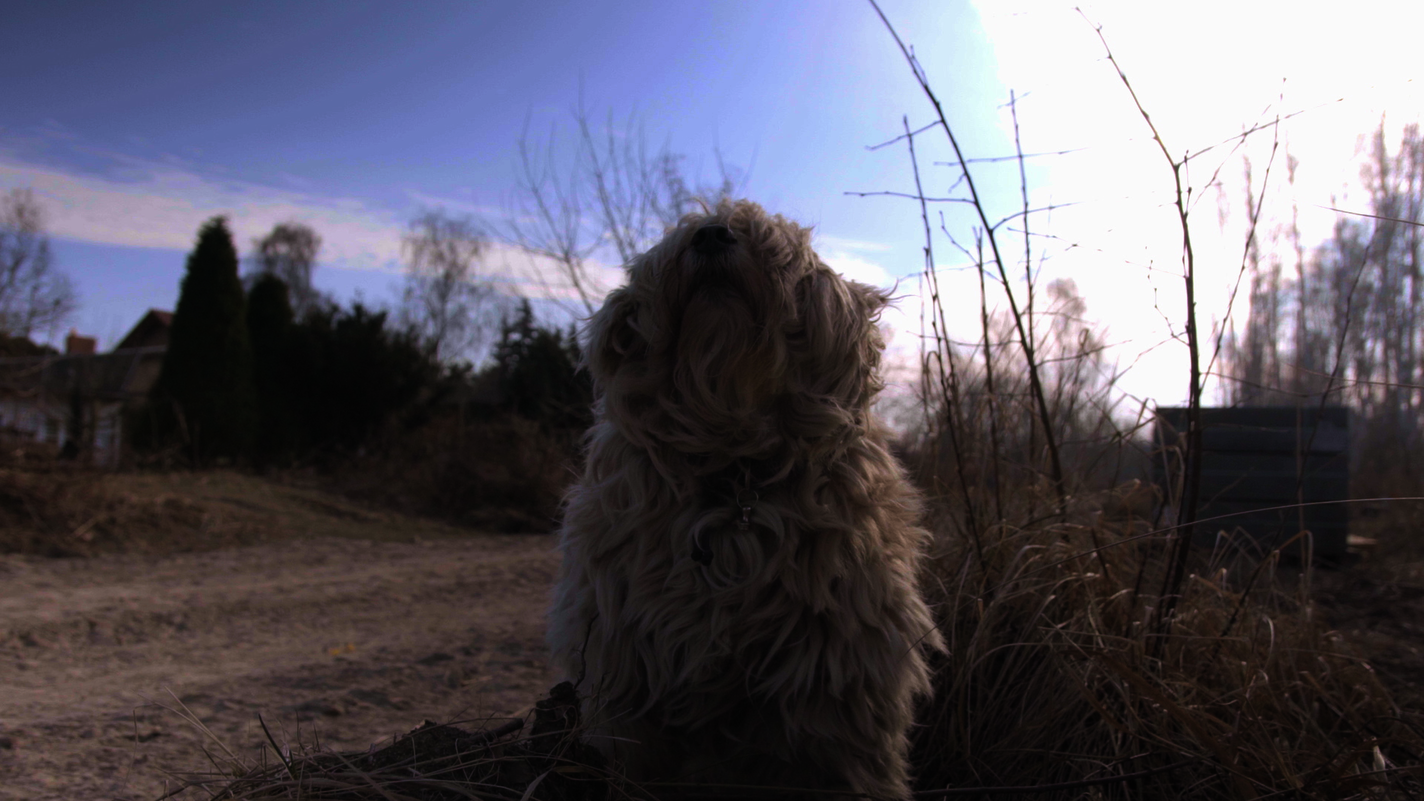 Morgen, wenn die Hunde schlafen (öffnet Vergrößerung des Bildes) Morgen, wenn die Hunde schlafen (öffnet Vergrößerung des Bildes)